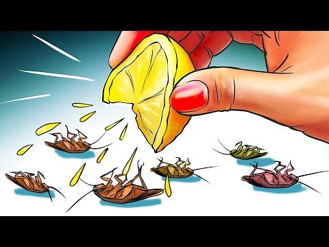 12 Natural Ways to Get Rid of Cockroaches Permanently
