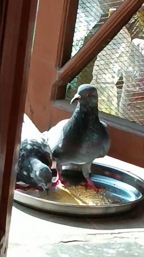 Columbidae Feeding