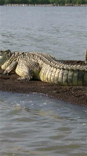 That is A LOT of Crocs 🐊