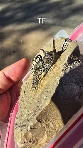 Walliserops Trilobites – The Most Bizarre Fossils on Earth!