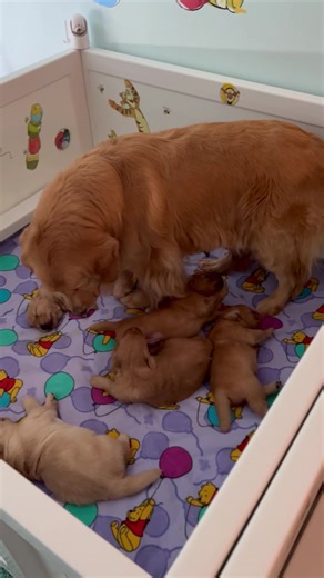 147K views · 17K reactions | Todays view! Lol!  | Bearabella Golden Retrievers | Facebook