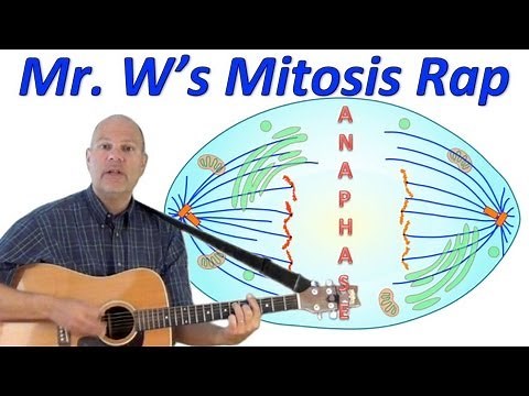 Mitosis Rap: Mr. W's Cell Division Song