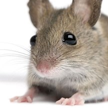 Mouse Exterminator Montreal and Laval | Elite Pest Control