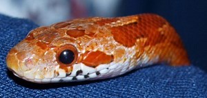 Corn Snakes as Pets for Children: Habitat, Feeding, and More