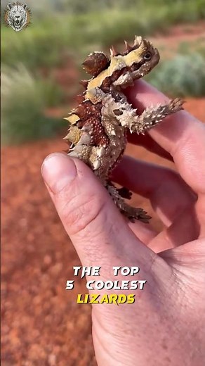 Thorny Devil 👿 One of coolest Lizard 🦎 in the World