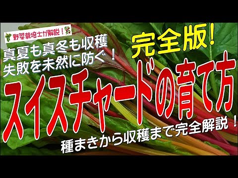 スイスチャードの上手な育て方（種まきから収穫まで完全解説）フダンソウ栽培のコツとポイントが分かる！