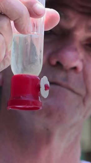 2.3K views · 23 reactions | The world's smallest birds, which measure just 5-6 centimetres in length, are only found in Cuba. These "zunzuncitos" have been living in a private garden that has become a haven for the declining species, their wings an almost invisible blur as they whiz around tourists. Maylin ALONSO @yamillageacosta #Cuba #hummingbird #garden | AFP News Agency | Facebook