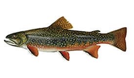 Brook Trout