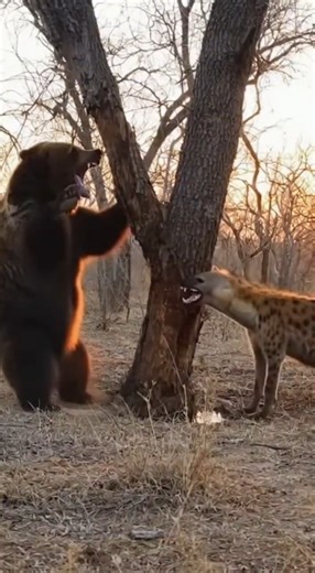 Bear vs Hyena Face-Off in Perfect Lighting | Ultra-Realistic Wildlife Scene #animallife