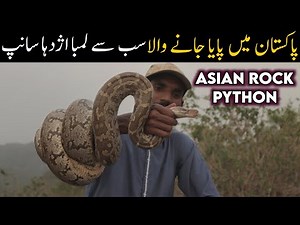 Indian rock python documentary | Snakes of Kashmir - Wildlife & Biodiversity of Kashmir