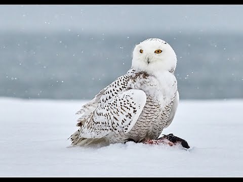 Owls of North America and their Calls