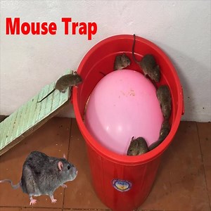 270K views · 1.1K reactions | New type of Mouse trap    | Creative Traps | Facebook