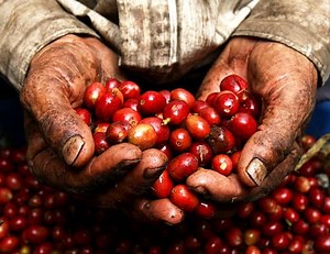 Coffee Processing Methods: From Harvesting to Your Cup