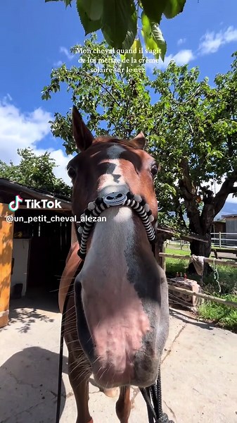 un_petit_cheval_alezan on TikTok