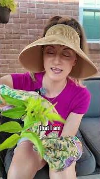 How to propagate elderberry from stem cuttings #plantpropagation #nativeplants #backyardgarden