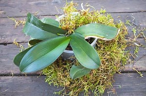 Growing Orchids with Live Moss? (Pros & Cons Examined)