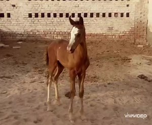 27K views · 1.5K reactions | Nigah e Hasrat 6 Years Old Ravi line Stallion - 65" Bred and Owned by Nawab Lissan Ullah Kharal from Kamalia - Gifted to Raja Ahmed Kiani from Khanpur. Raja Ahmed Kiani @ Nawab Lissan Ullah Kharal | Pakistan Neza Bazi | Facebook