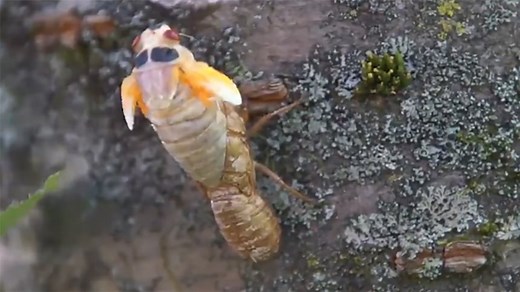 WATCH: Time-lapse video shows cicada molting, spreading its wings