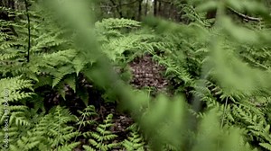 Ostrich ferns are thriving in a dense plant community, surrounded by towering trees and lush vegetation, creating a beautiful natural landscape in the heart of the forest