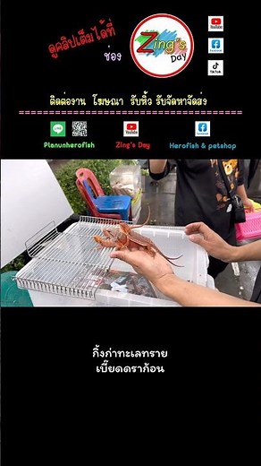 Bearded Dragon Lizard