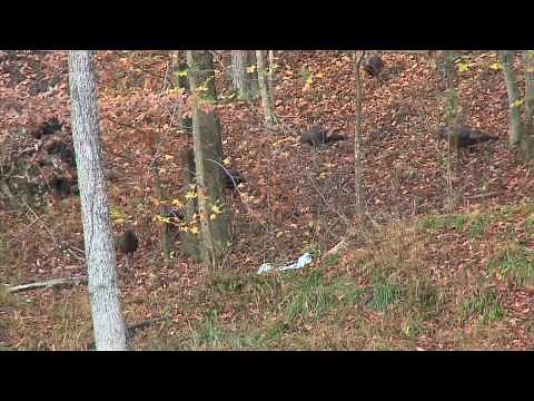 Fall Kentucky Turkey Hunt