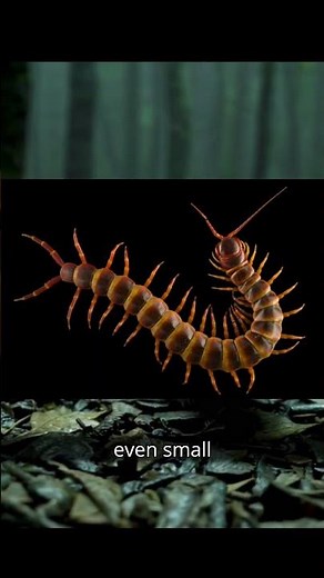 Amazonian Giant Centipede: A 12-Inch Venomous Predator #facts #predator #centipede #sciencefacts