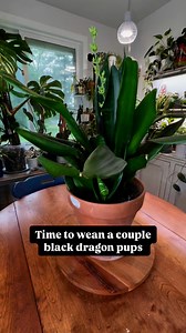 37K views · 212 reactions | If you’ve been wondering how to remove...