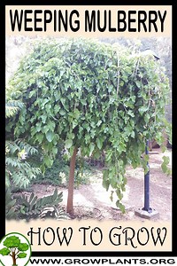 Weeping mulberry - How to grow & care