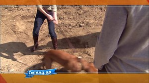 2.8K views · 66 reactions | This week on #DogWhisperer, Cesar works with Punkin, a Rhodesian Ridgeback with a strange rock obsession! | Dog Whisperer with Cesar Millan: Family Edition | Facebook