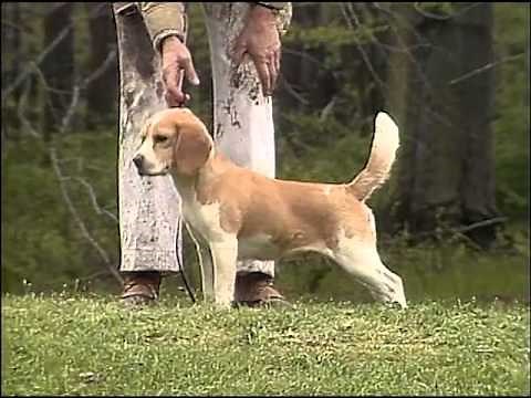 Beagle - AKC Dog Breed Series