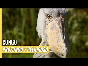 Congo - Deep and Dangerous | Full Episode