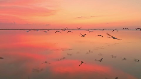 Soar with Flamingos: Breathtaking Drone Views of a Graceful Flight - Worldwide