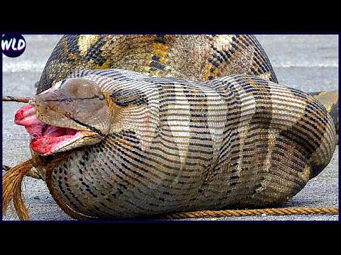 15 Times Snakes Swallowed HUGE Prey