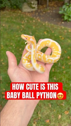 HOW CUTE IS THIS BABY BALL PYTHON😍