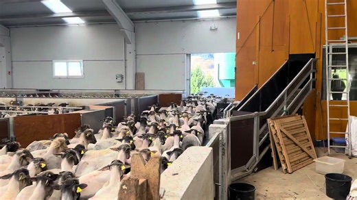 Essential Sheep Shearing Courses for 2025