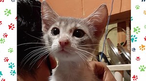 23 shares | Caso Externo Lindos Gatit@s (3 hembras y 1 macho )de 2 meses de edad , sanitos y sociables Su rescatista los entrega en sus nuevos hogares Comen croquetas y usan arenero Compromiso de esterilización Más información al 0992221072 | Adopción Animal Guayaquil - AG | Facebook