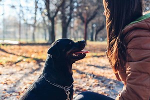 Rottweiler Training Guide - How To Train A Rottweiler