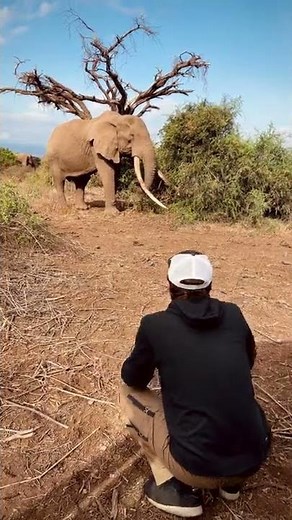 Documenting Elephant "Craig" - Africa's Largest Tusks