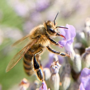 How do bees make honey?