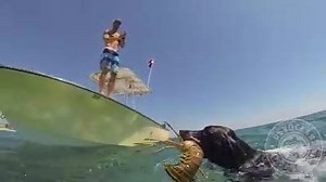 Everyone needs a dog that can fetch...lobster dinner! #GuyHarvey Credit: Alex Schulze, Devoted to the Ocean | Guy Harvey