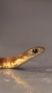 204K views · 4.2K reactions | Newborn baby Tiger Snakes are still extremely deadly  | Untamed | Facebook