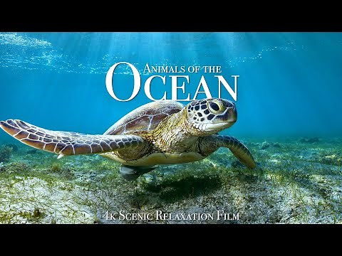 Animals of the Ocean 4K - Scenic Wildlife Film With Calming Music