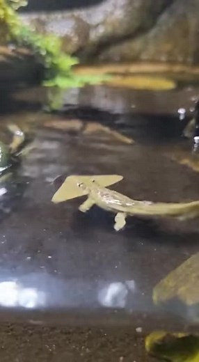 Exploring the River Diplocaulid Habitat and Behavior