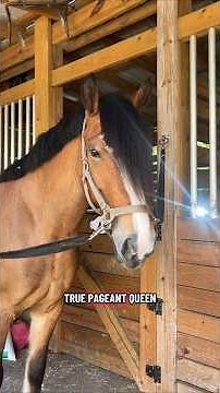 Let's go even out this horses mane! #horsegrooming #horselife #equestrians #horsegirls #grooming