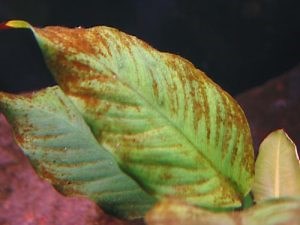 Bruine alg in het aquarium