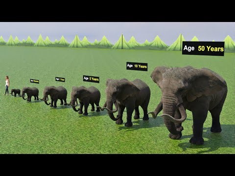 Elephant Size by Age | From Baby to Giant in 3D