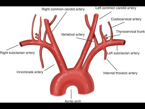 Aorta And Its Branches (Anatomy)