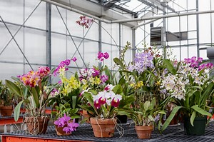 Orchid Care - Smithsonian Gardens