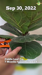 5.4K views · 64 reactions | #plants #plantsofinstagram #plants #ficus #ficusbonsai #fiddleleaf #fiddleleaffig #fiddleleaffigtree #leca #indoorplants #indoorplants #houseplants #houseplantslover #TheGreenEarth #thegreenearth_official Fiddle-Leaf Fig 7 Months Growth in LECA | The Green Earth | Facebook
