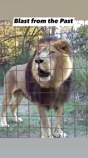 VOLUME UP - A Lion's Roar can be heard for 5 miles and the sound can reach up to 114 decibels! The roar normally lasts between 30 and 60 seconds and is used as a means of communication, for instance to warn off predators (marking their territory) or to announce their availability to mate. #lion #bigcats #bigcatrescue #volumeup #roar #wow #amazing #rainbow #blastfromthepast #daily #coolcats #fun #educational | Big Cat Rescue